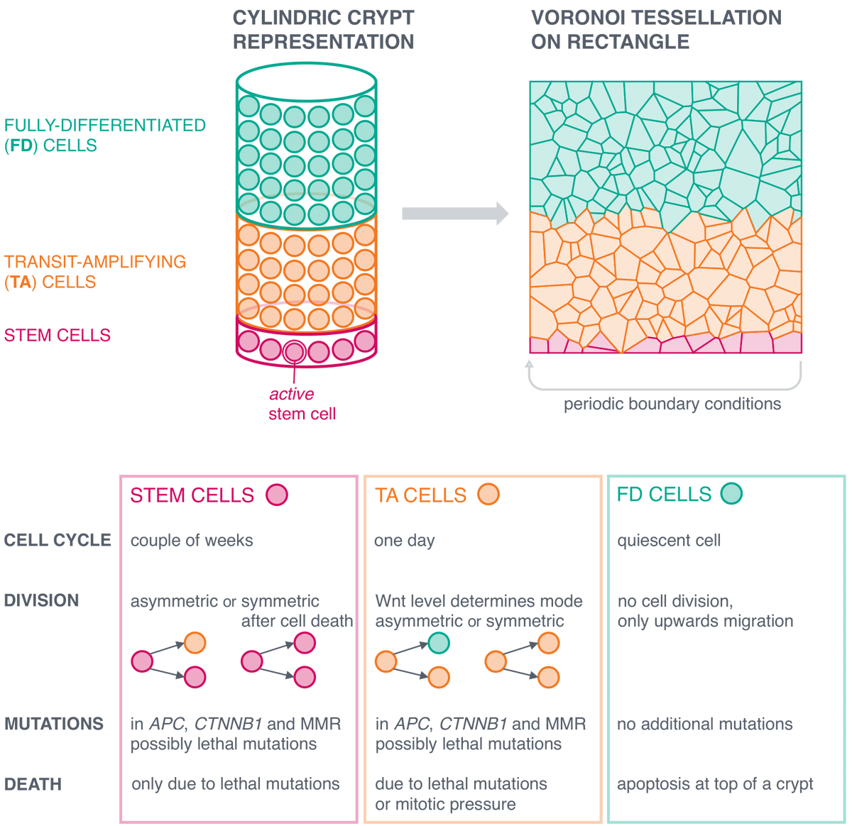 Ending a busy year with our new #mathonco preprint doi.org/10.1101/2020.1… on #colonic #crypt #modeling in #Lynchsyndrome on <a href="/biorxivpreprint/">bioRxiv</a>. Thank you very much to all collaborators, especially Nils Gleim for the last 3 years <a href="/emcl_research/">emcl-research</a>. Some more to come 😀 Healthy 2021!🥂