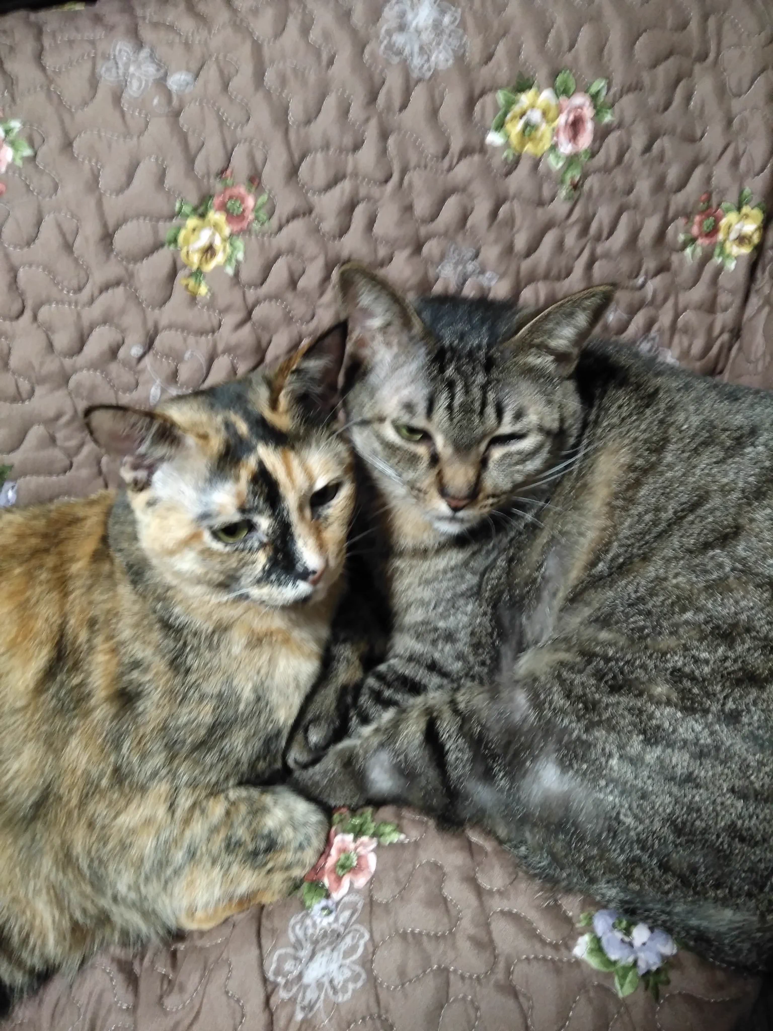@Mezzana_Italia うちのお母さん猫に生まれてすぐに捨てられた姉妹猫さんは三毛猫(サビに近いですが)とキジです。
もう一匹弟猫は黒猫です。
同じ日に生まれたのに不思議ですね(*´艸｀*) 