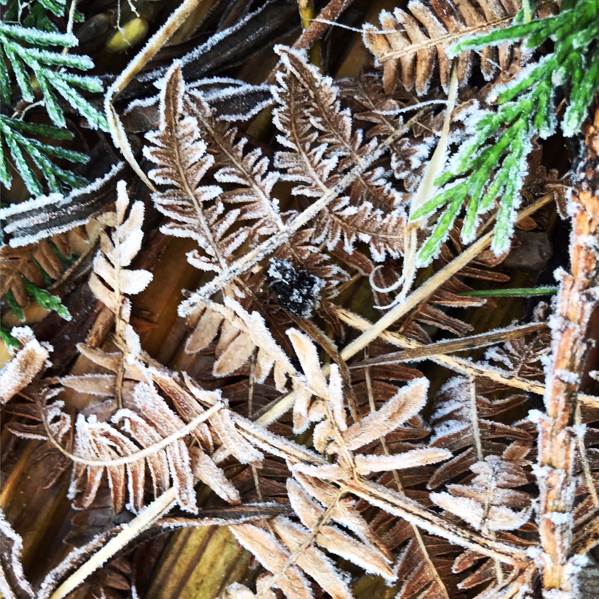 BrackenBloom's tweet photo. A crisp and refreshing end to a strange year! Whatever the new year brings, strive to find the small joys in ordinary things and to connect with nature 🌿 #2021makeawish #HappyNewYear2021 https://t.co/lnfjKBHAfK