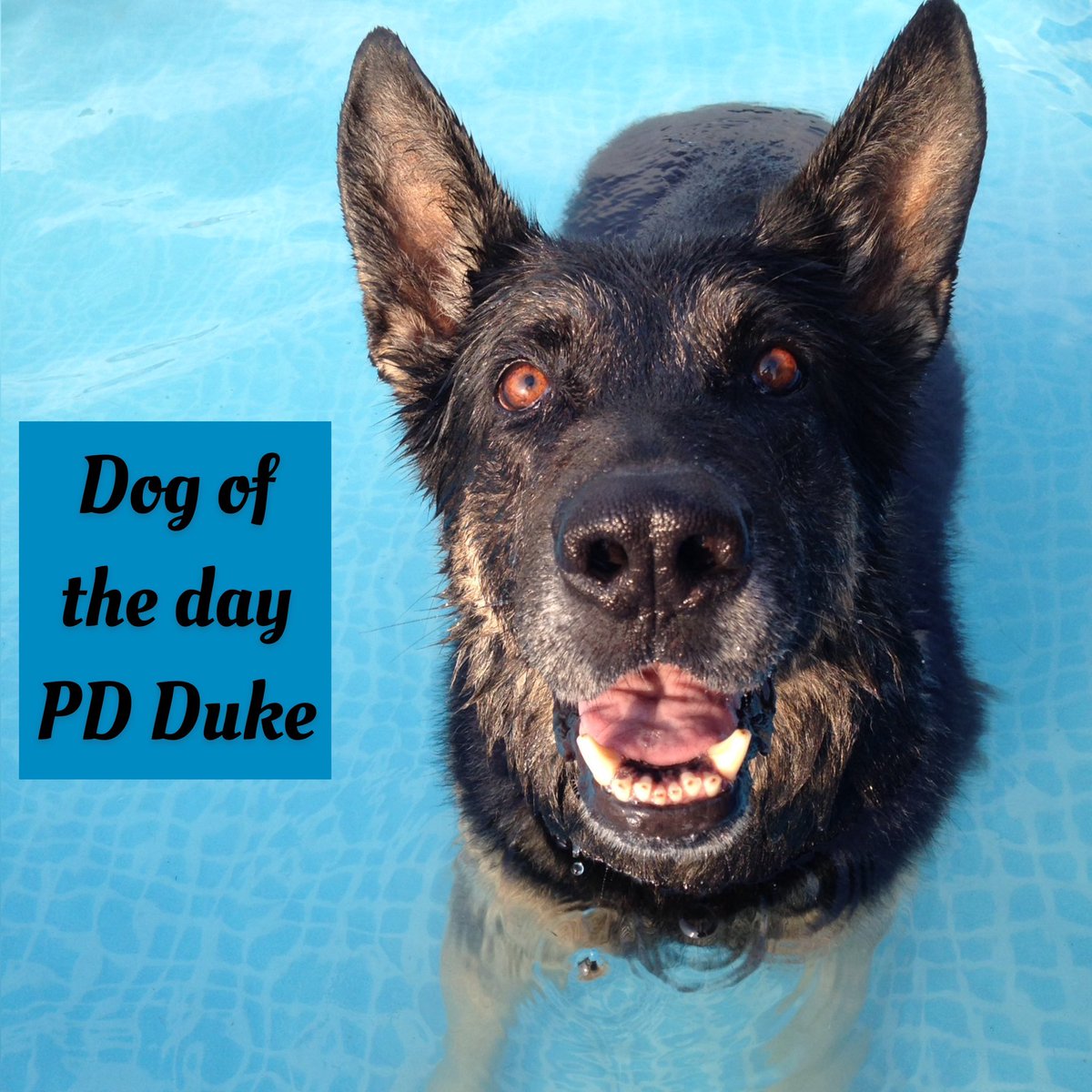 K9memorialUk's tweet photo. Our final dog of the day for 2020 is PD Duke. 

Duke is one of our Roll Of Honour PDs who sadly crossed the rainbow bridge on this day in 2015.

Thank you for your service 🐾💙🐾#WeWillRememberYou @PoliceDogStella @PoliceDogQuest 

https://t.co/c34ZwUnTY9 https://t.co/Ya8SOHTXrl