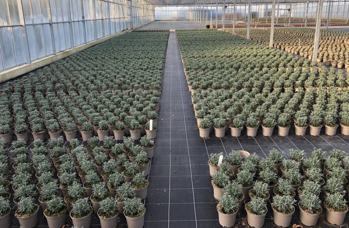 Tristram Plants tweet media