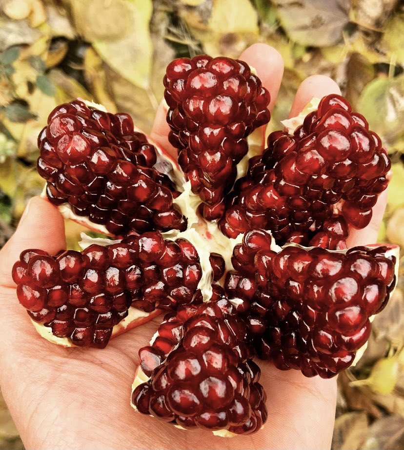 Azmammadov's tweet photo. #pomegranate https://t.co/0b9uFQFu5C