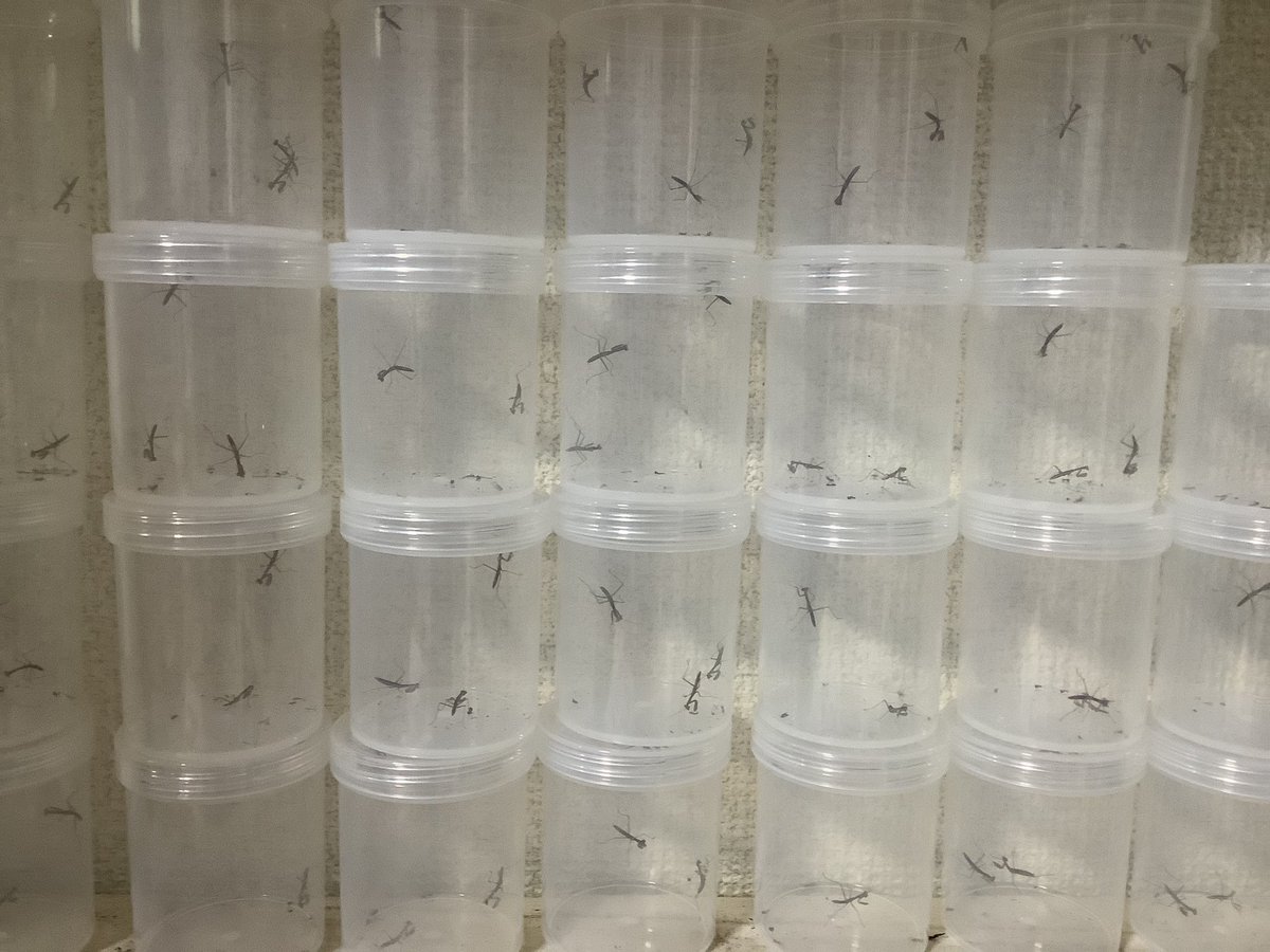 #カマキリ　約150→約80匹になりました。少し大きくなっている気がします。12/25羽化