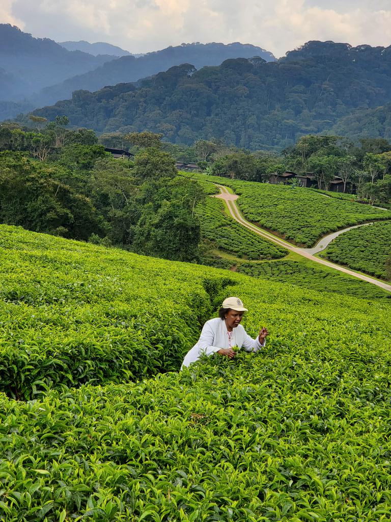 VRugwabiza's tweet photo. As tea connaisseurs know, Rwandan tea is amongst the best quality tea in the World.
Here picking my tea from source just before the rain this morning ...#InRwanda #TheLastHoursOfYear2020 @RwandaTea https://t.co/XWSiMO1Mw4