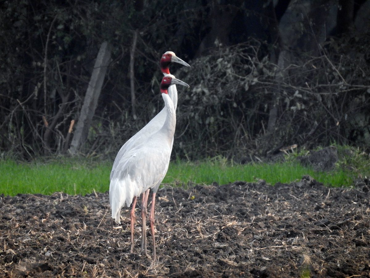 Varun Chaudhary tweet media