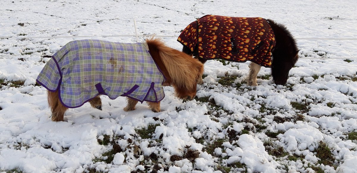 We've found a bit of grass under the snow! We knew it was round here somewhere! 🌱