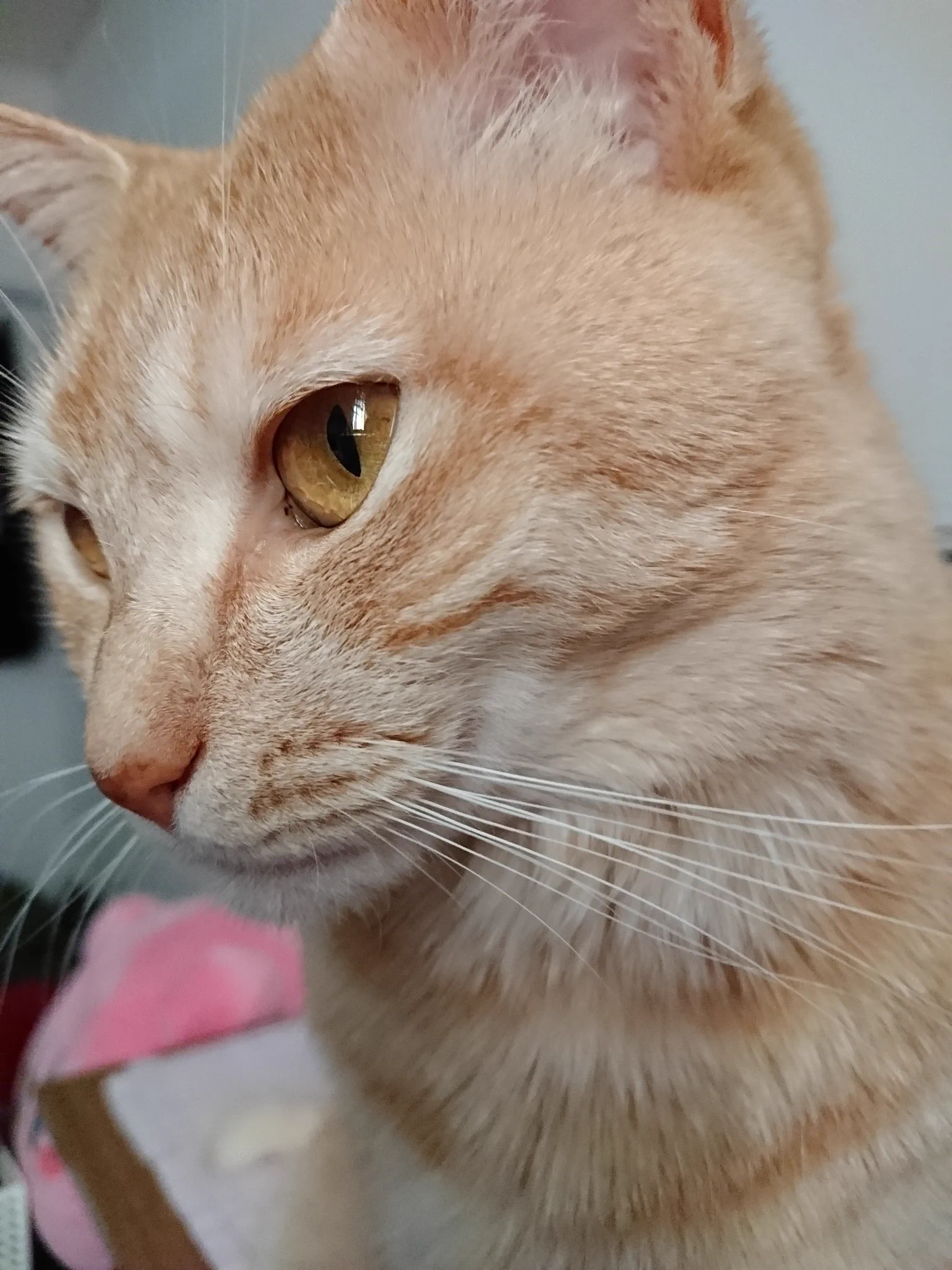 @Mezzana_Italia 拾った猫だから産みの親の姿も知らずにいたけど、こんなにキレイな茶トラ猫を精一杯産んでくれてありがとうとどこかにいる親猫に伝えたい。鍵尻尾も産まれてすぐ怪我で曲がってしまったもんだと思ってたから遺伝すると知って少し嬉しい。
ずっと一緒にいような。 