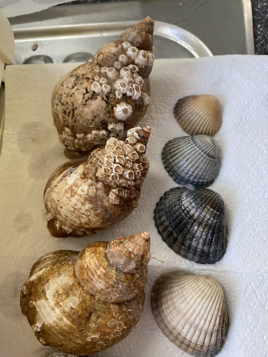 lez68's tweet image. Shells from our local beach..#sea #shells