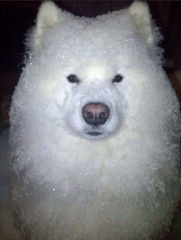 malrang_s_'s tweet image. 눈 오는 날 강아지와 산책하던 중 정신을 차려보니 웬 팥빙수가 따라오고 있었다