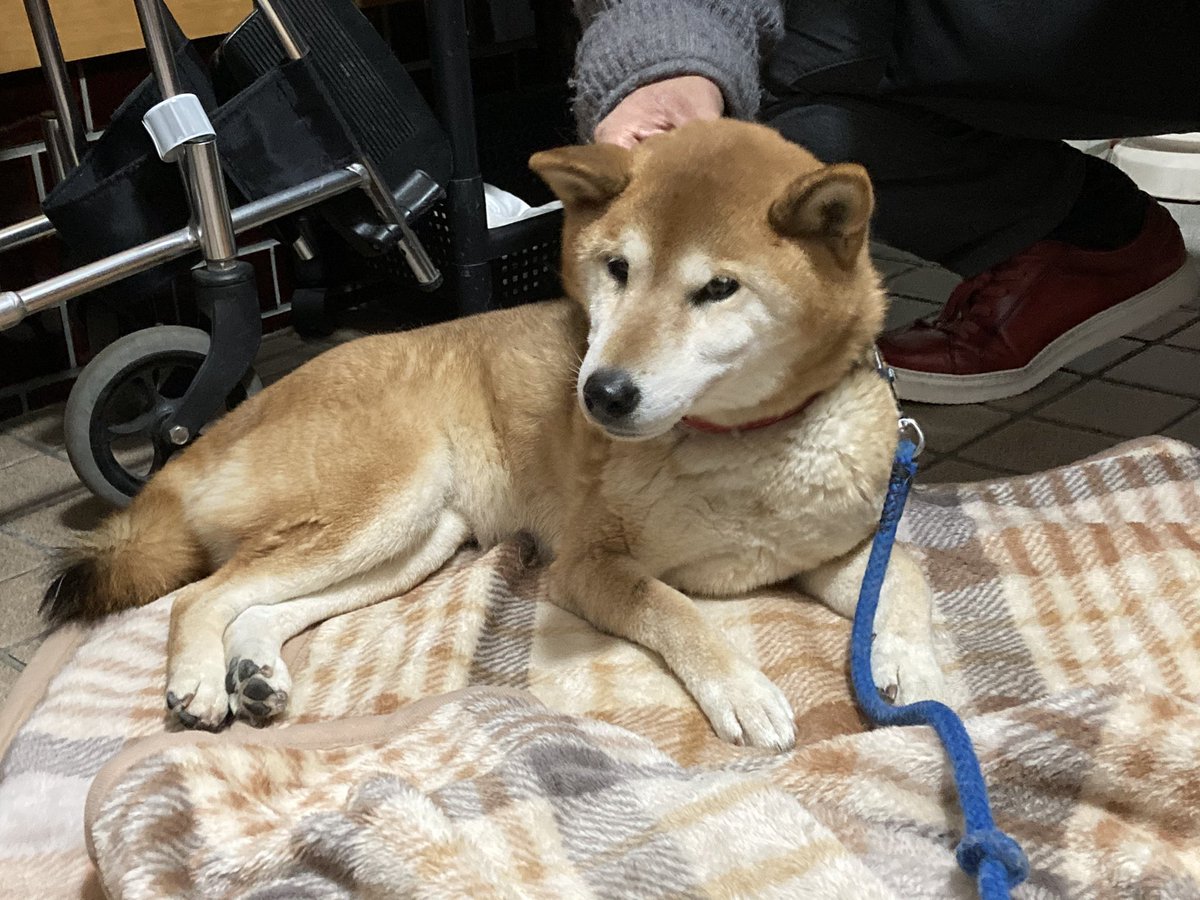 ちびマルズ 実家のお犬様はナデナデ要求が激しいので 撫でると犬やめる勢いで溶けます