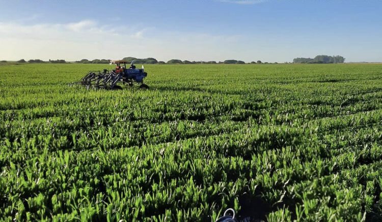 Arrancamos el despanojado de la campaña 2020/21  🌽 #maizsemilla #dekalb #bayer