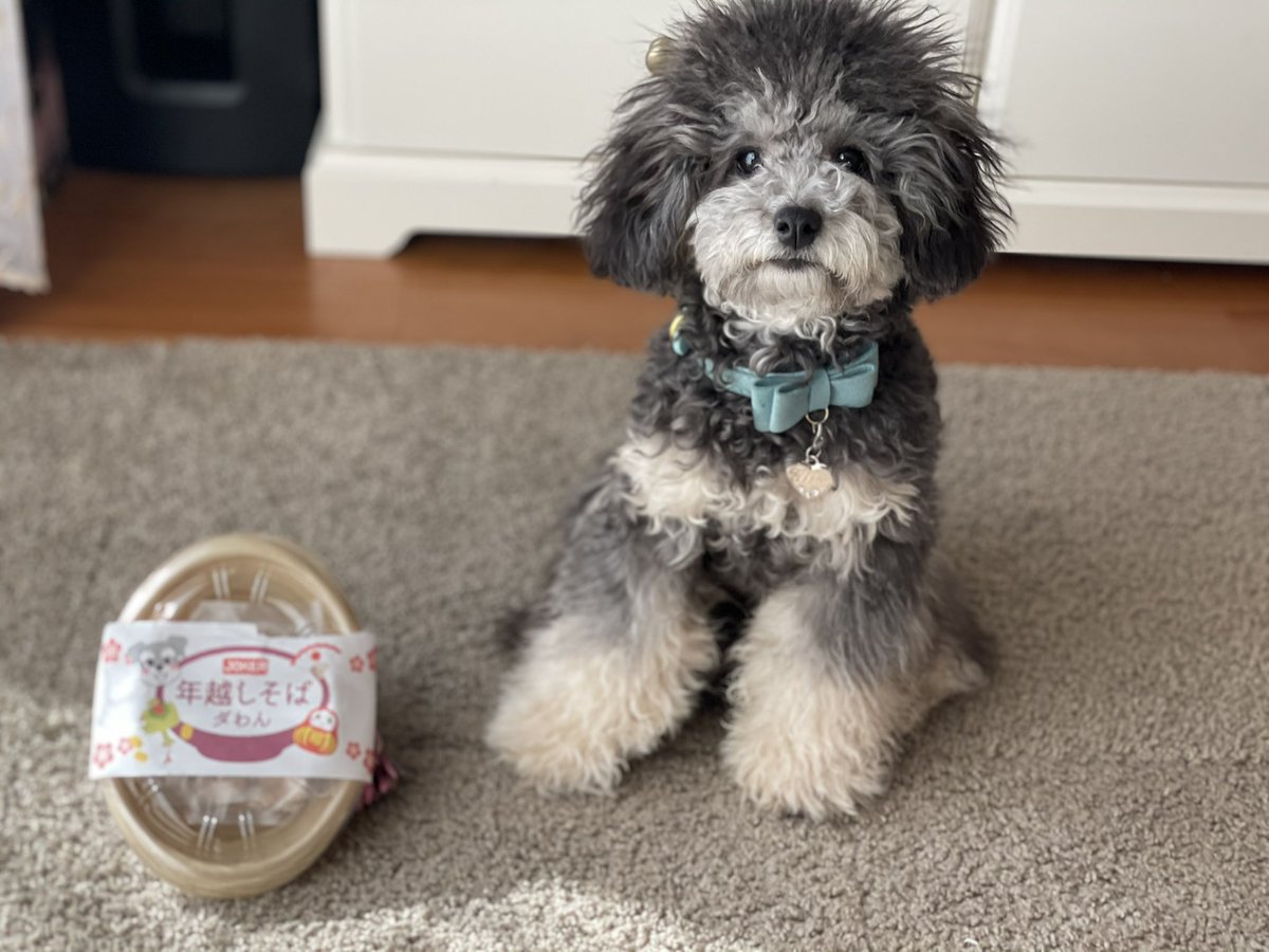 ティファニー トイプードル 良いお年をお迎え下さい トイプードル トイプードルブラックタン 犬用年越しソバ 子犬