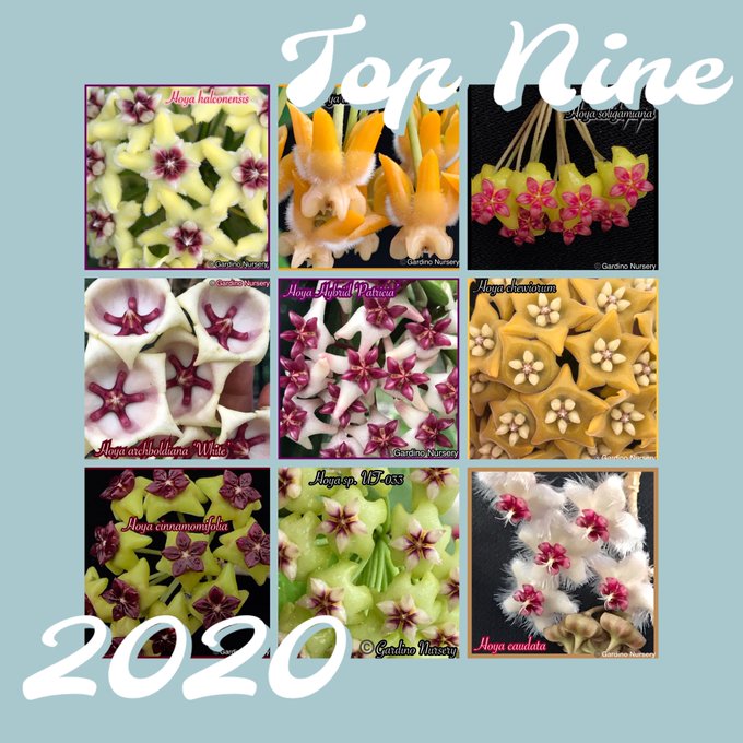 Watch Hoya Plants's leaked NSFW photo on TwXstars