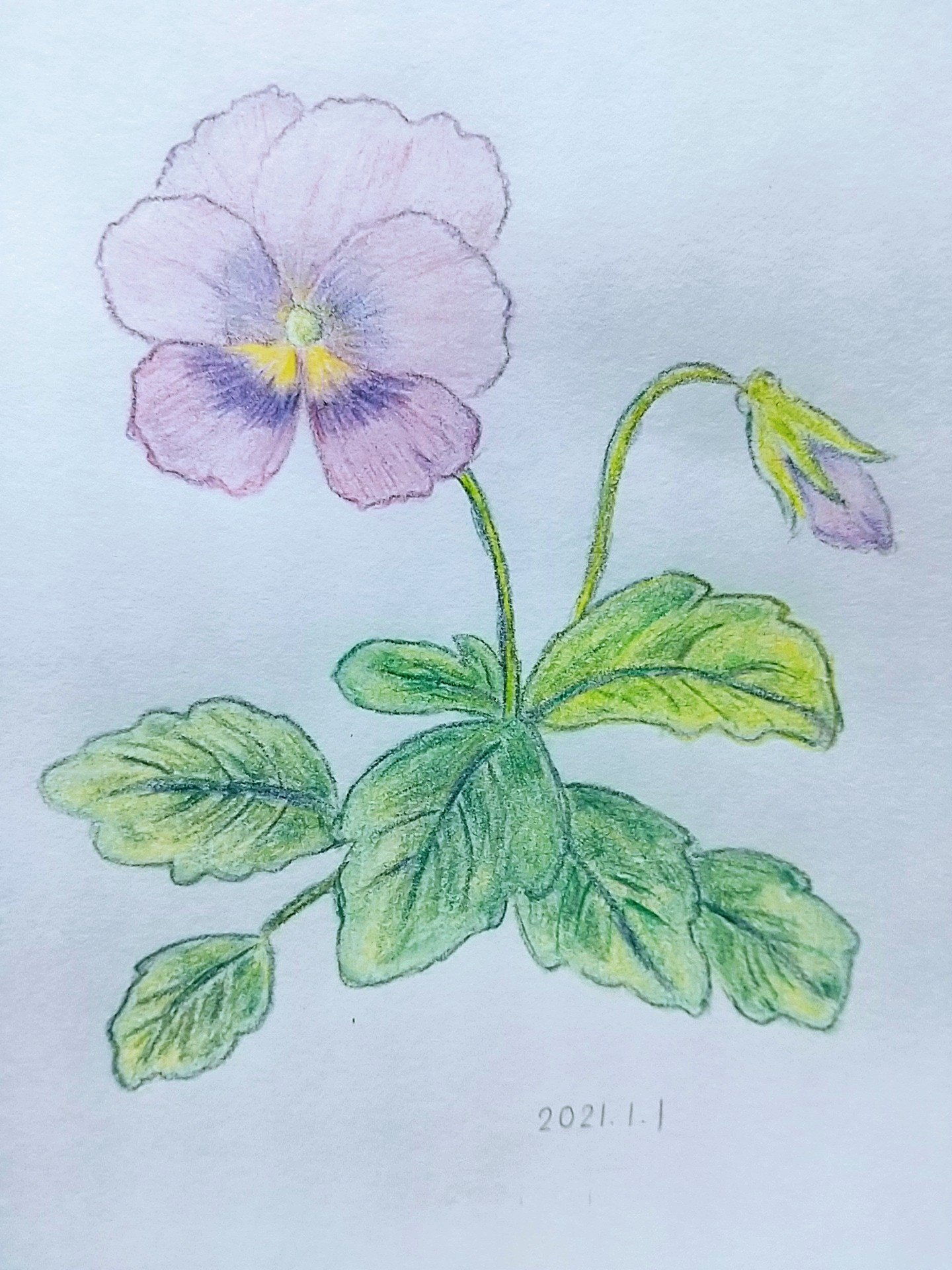 オレンジペコ على تويتر イラスト アナログイラスト 色鉛筆画 21年一作目はパンジー