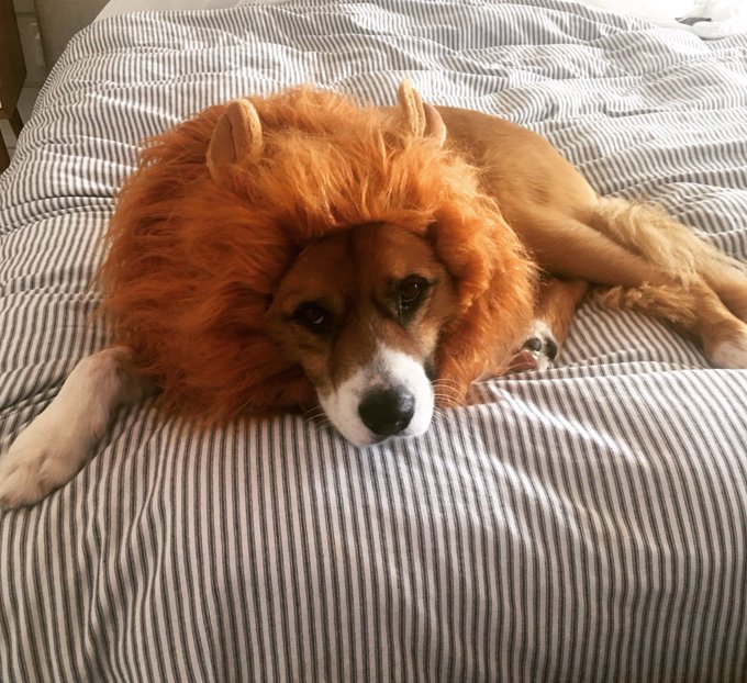 31st OctoberChris and Dodger celebrate Halloween