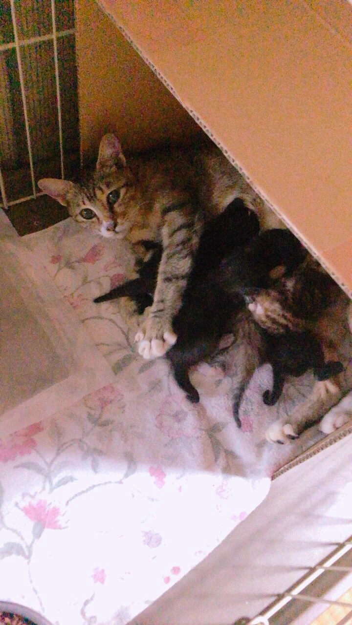 @Mezzana_Italia 今年親子猫を保護したんだけど、ママがキジで子キジが2匹と子クロが3匹いたから父親は絶対黒猫だー！とか言ってたけど遺伝子的に見たらそうとも言い切れないってこと？！
この遺伝子図おもしろいなー！ 
