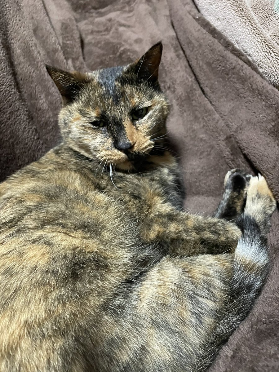 うちの猫が一番可愛い Yakaze Windurst Twitter