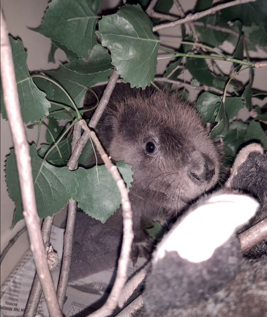 Happy New Year From Nebraska Wildlife Rehab - mailchi.mp/nebraskawildli…  Check out a review of our year in pictures and video!