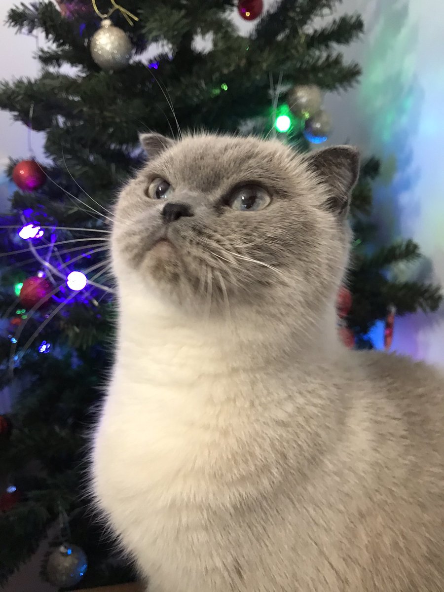 sudekaygusuzz's tweet photo. Mutlu huzurlu yıllar 🪅🎊🎄 https://t.co/rSDib2TZPJ