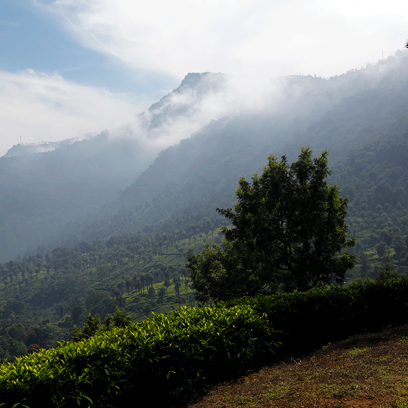 All the team at Palais des Thés would like to wish you a Happy New Year! Let’s start 2021 with the latest post on the Discovering Tea blog  👉 bit.ly/38K85SU