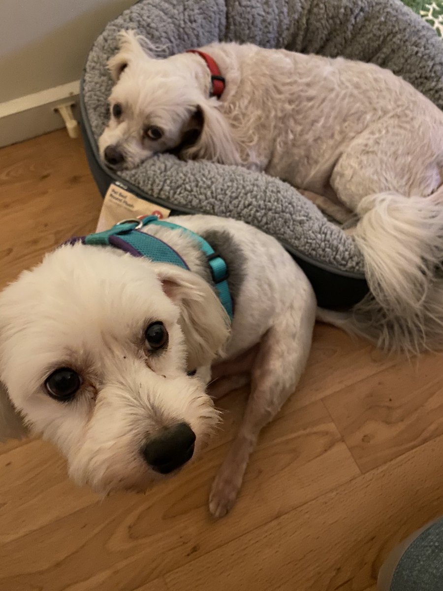 And these kiddlewinks: