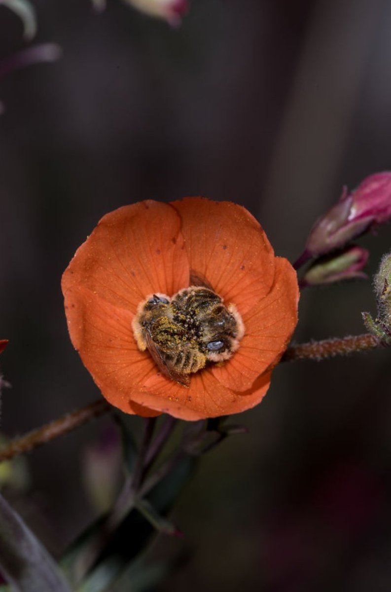 InsetoLand's tweet photo. Algumas abelhas cochilam dentro das flores, essas duas dormiram  juntinhas 🥺

📸: Joe Neely https://t.co/w7YXC7OJyP