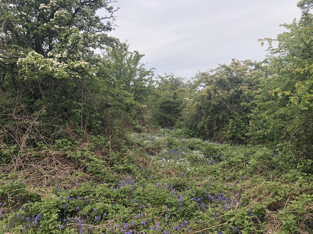 yet another is that natural regeneration can include a flowery, berry-rich scrub stage that precedes canopy tree establishment - and this scrub stage is fantastic for wildlife