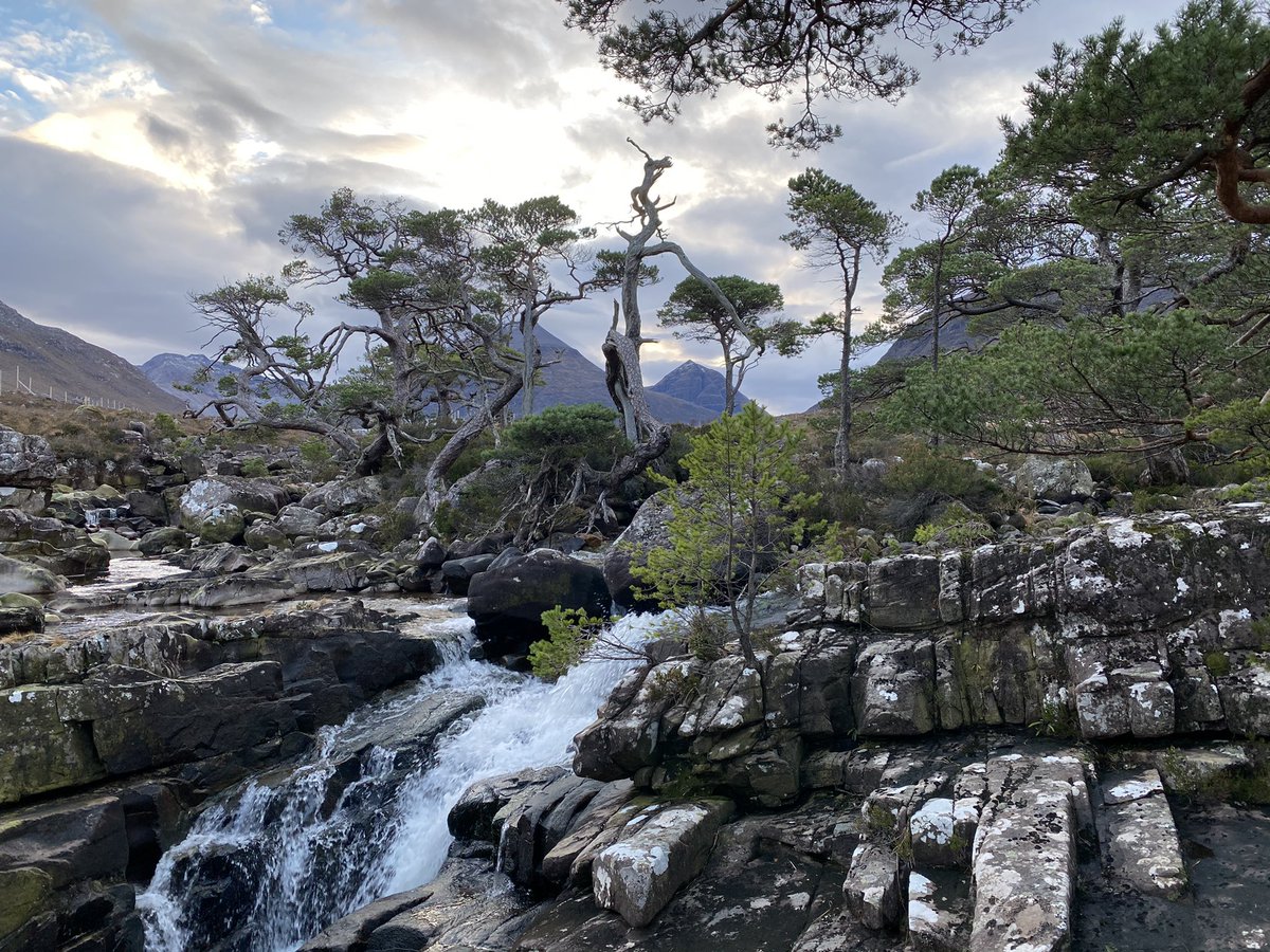 natural regeneration is the reason most ancient woods in the Highlands exist - they're made up of *wild trees*, descendants of those that recolonised Scotland after the ice age. wild trees are generally more variable than planted ones (both genetically and in form):