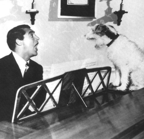 Skippy the wire fox terrier played Asta in The Thin Man movies. He later went on to screwball stardom in The Awful Truth (photo with Cary Grant) and Bringing Up Baby.  #TheThinMan  #TCMParty