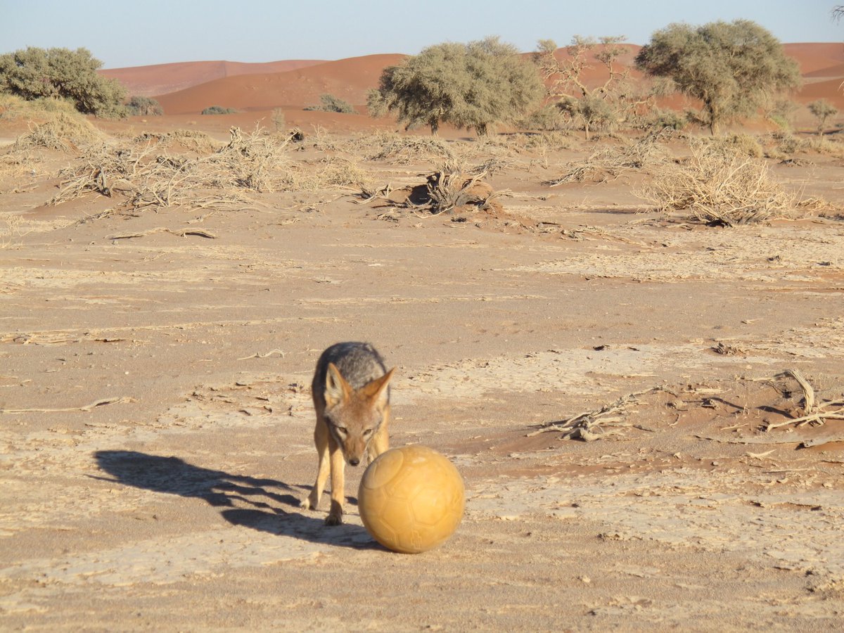 coachesacross's tweet image. #SolvetheProblem with @oneworldplayprj #Namibia
