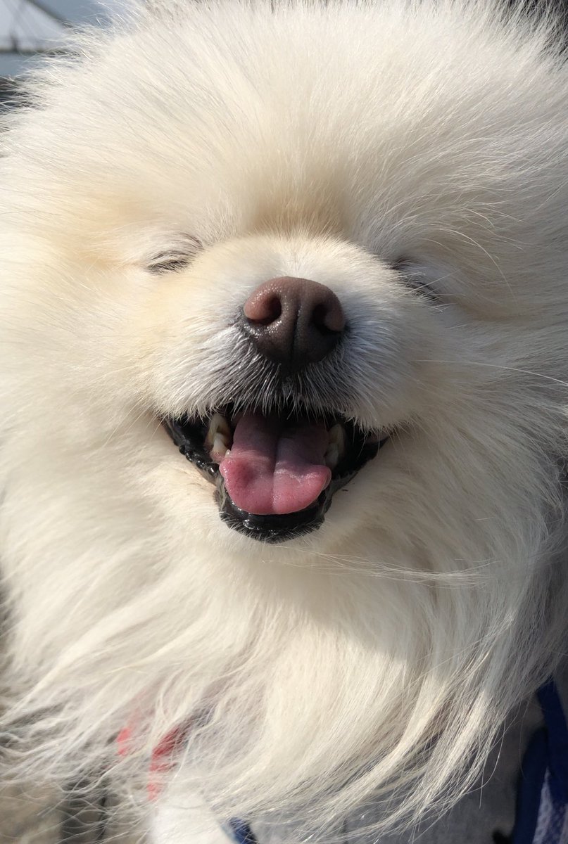 モコ (@618_mail) / Posts / X