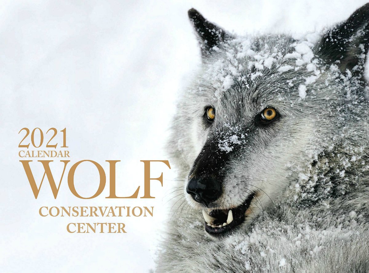 Волк годы жизни. Волк 2021. Волк Wolf 2021. Волчий календарь. International Wolf Center.