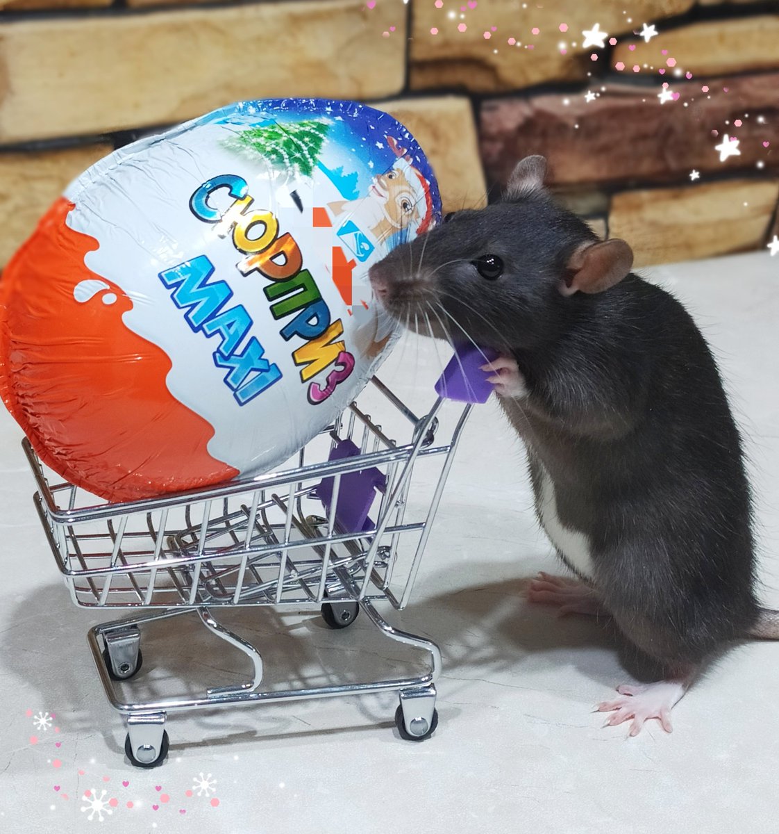 I bought a surprise for my human🐭🛒✨🥚
#HappyNewYear2021
