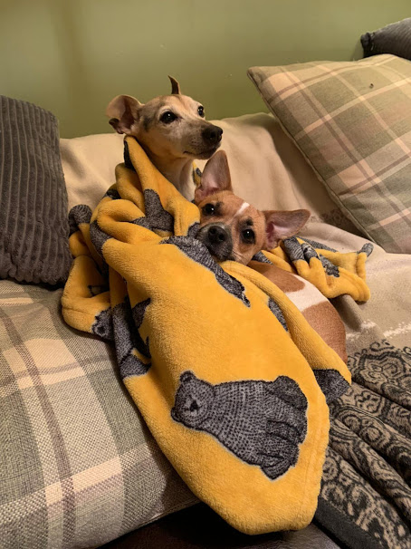 While the quiet of lockdown and restrictions was good for the wildlife, the dogs took to long cosy naps to cope...