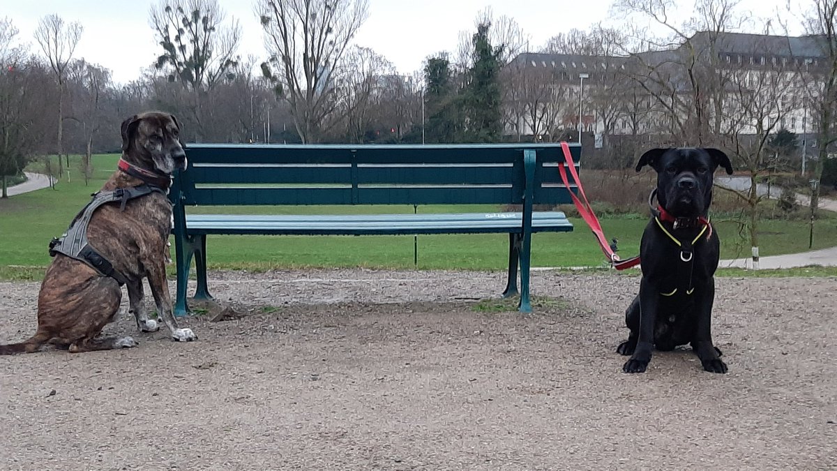 🐶 Die letzte längere Gassirunde in diesem Jahr. 
Wir wünschen euch allen einen guten Rutsch ins Jahr 2021 und passt gut auf euch und eure #Hunde auf! Wir schnüffeln uns wieder im neuen Jahr.
Euer GASSIREPORT-Team
Rico, Leon und Maximilian 
gassireport.com