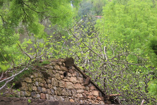 6) Tous les parlers arabes maghrébins empruntent au berbère, mais le jijélien est un champion toute catégorie : il n’emprunte pas que des mots et des sons, mais également des éléments de grammaire berbère. Cela indique que ses locuteurs ont été longtemps bilingues arabe-berbère
