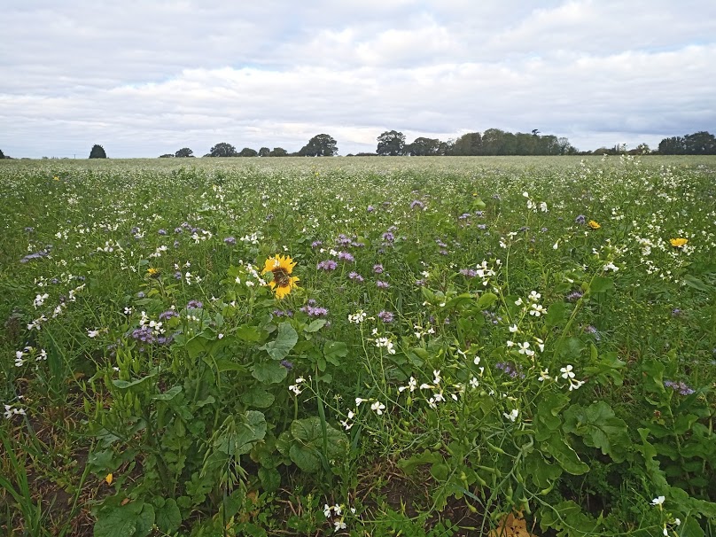 Harvest and autumn brought change only to the scenery as the restrictions continued...