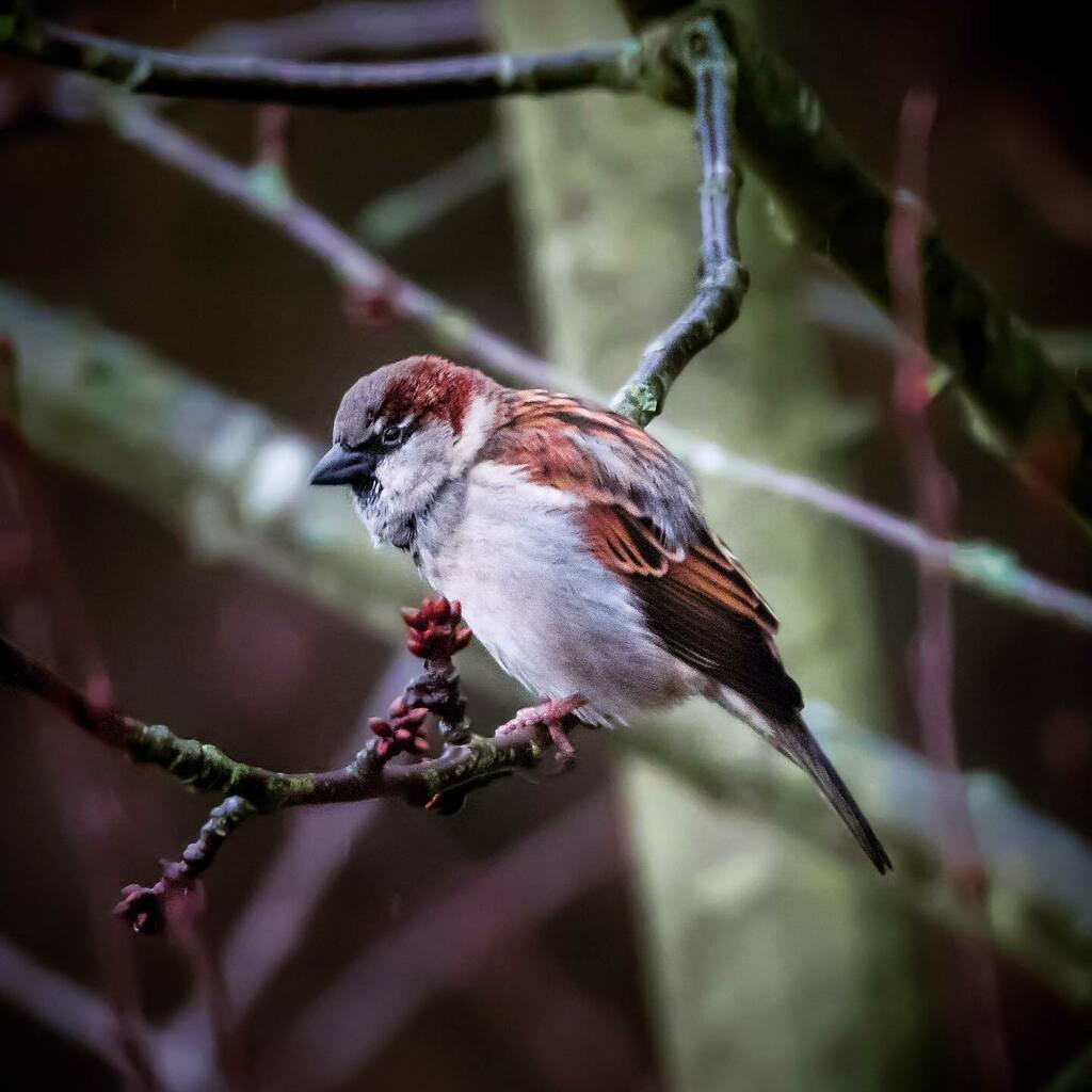Ein Spatzenmann wartet auf 2021! Einen guten Rutsch ins neue Jahr wünschen wir :)

.
.
.

#natur #nature #natuurfotografie #lightroom #fujifilm #fujifilmglobal #fujifilmxt3  #vogel #bird #vogelfotografie #birdphotography #instabird #natuurfotografie #nat… instagr.am/p/CJeUF8Sg-i2/