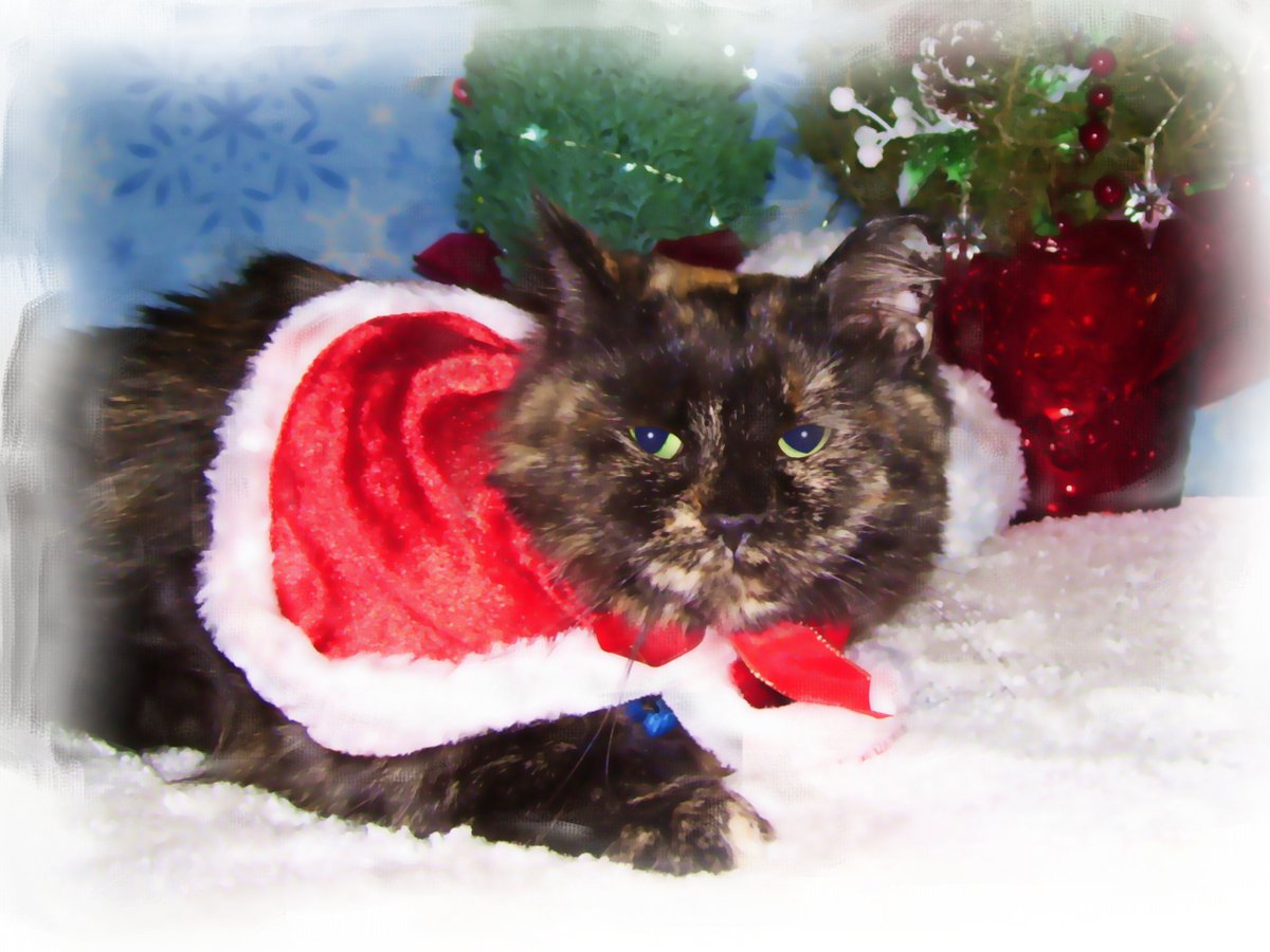 BobKatLittleCub's tweet photo. ~Silkie LeRae LittleCub~ 🎊Goodbye 2020!🎊
✨✨✨✨✨✨✨✨✨✨✨✨✨✨✨✨✨✨✨✨
Please Retweet! #Cats #CatsOfTwitter #CatsOfIntstagram [the.littlecub.cats] #LittleCubCats #CalicoCrew #Purrsday #NewYearsEve https://t.co/koPrB2aFeH