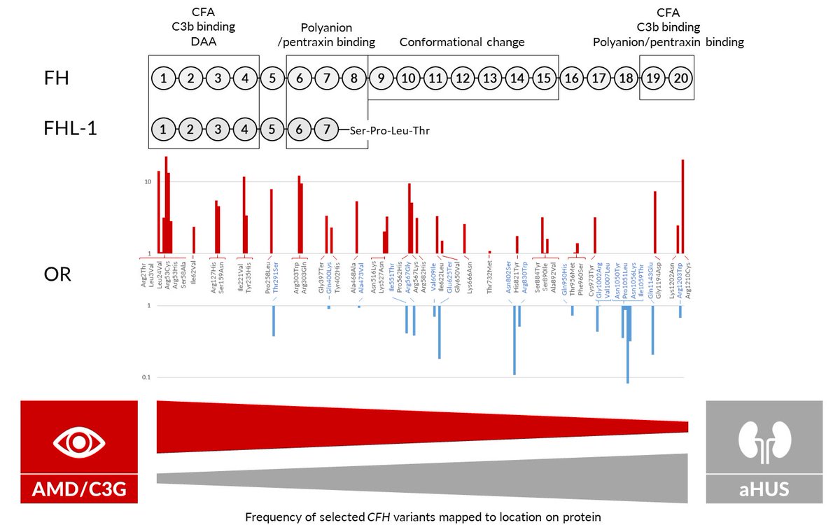 Some may say that  $FSDC is an undiscovered SPAC. My view is many keeping quiet. Figure sent to me from Nik Tzoumas from "Revisiting ,,,CFH in AMD", CFH mutations in impt complement disorders. Gemini Therapeutics approach is elegant, compelling. Long  $FSDC.  https://pubmed.ncbi.nlm.nih.gov/33157112/&nbsp;