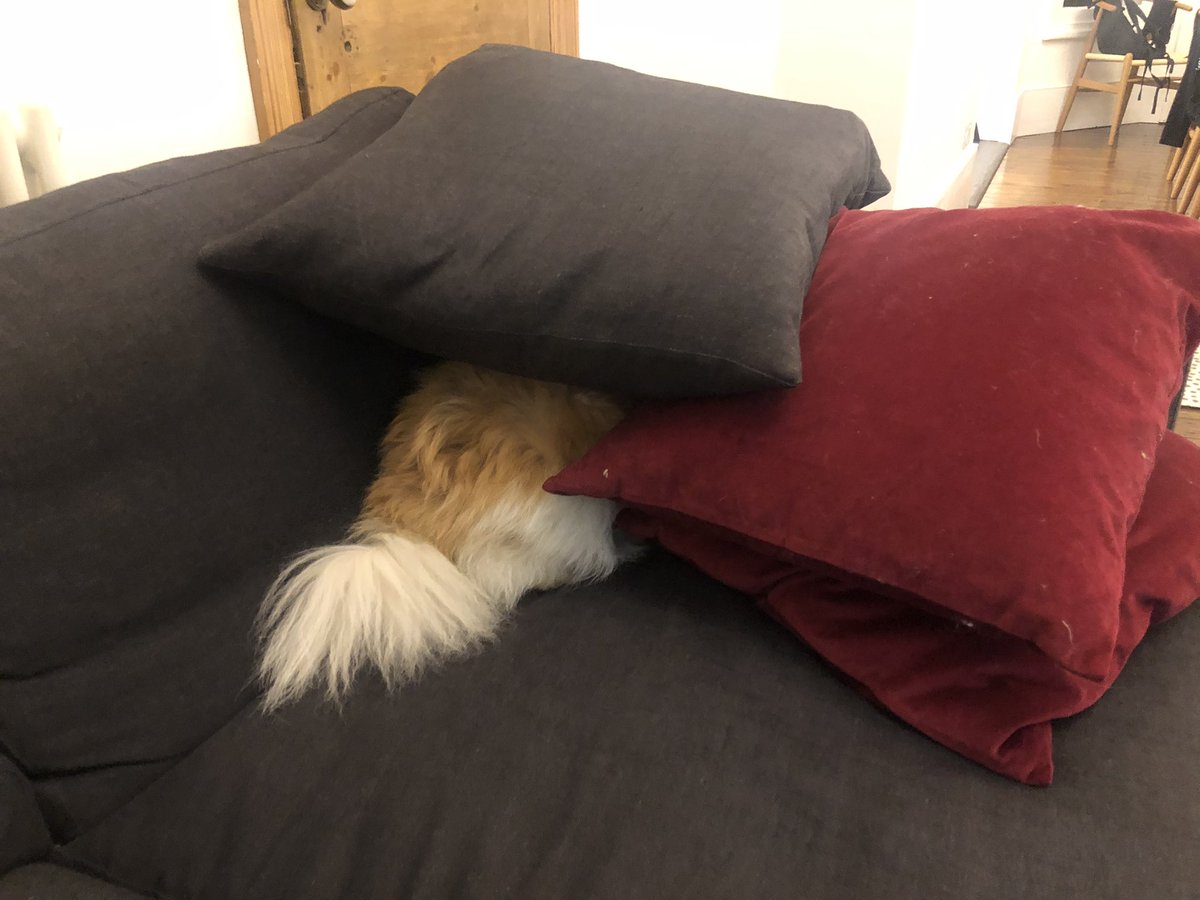 Damn the fireworks, the pillow fort isn’t enough for a scare little dog. 
#scareddog #fireworks