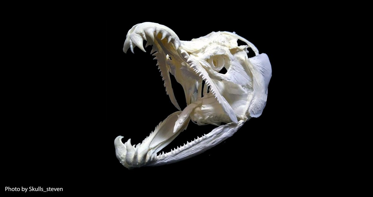 Oi time for  #GuessTheSkull! The weekly twitter game where I show you a skull and you tell me what animal it is!2020 has been tough & the beginning of next year will be too. So this week's  #Skull I bring you a strong upstream champ to keep us motivated.. just keep swimming