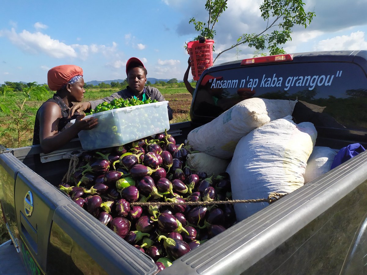 agrifaz's tweet photo. Les produits agricoles de l'Entreprise @agrifaz se font de plus en plus connaître dans le Grand Nord d'Haïti.

@agrifaz rend accessible ses denrées alimentaires à un prix très compétitif, de manière à combattre la faim et la malnutrition en Haïti.

#sécuritéalimentaire #Ferme https://t.co/4WePkejcHV