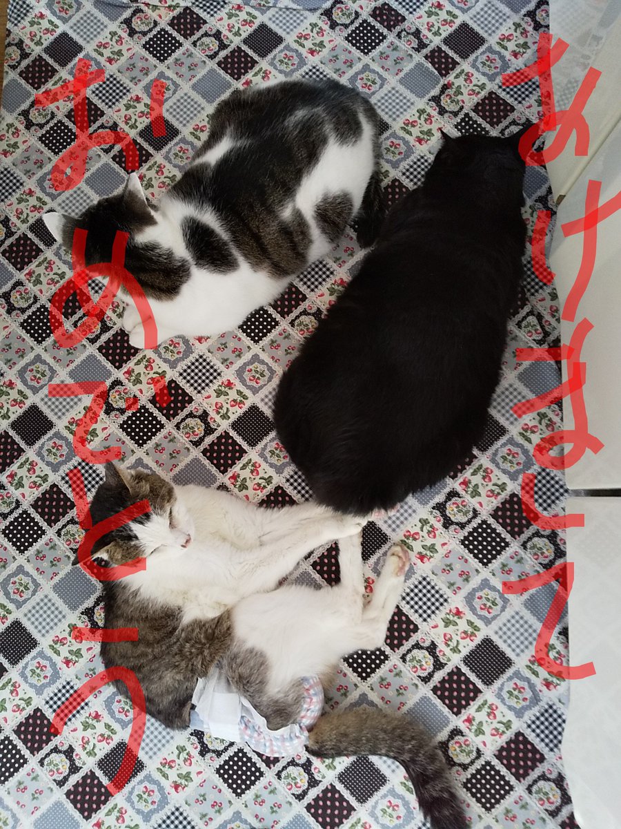 猫の集会所 Neko Shu22 Twitter 猫の集会所 Neko Shu22 Twitter