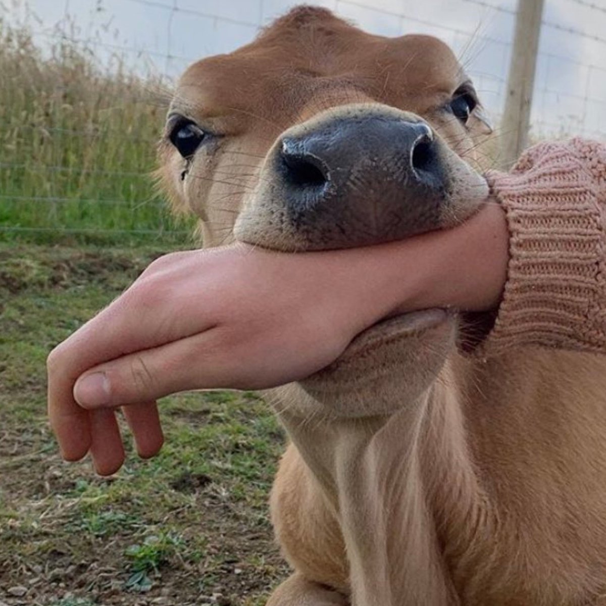 5) Quincy Instagram/projectaurochs