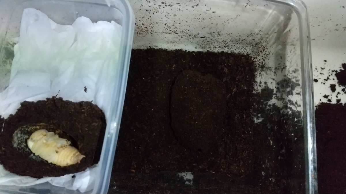 あきクワ 新年入ってからプラティオドン掘ってみました 購入した幼虫は6頭 うち2頭蛹化 1頭が土繭の中で幼虫 たぶん 前蛹1頭 1頭は死亡 まだ現役の幼虫が1頭いるのだが 頭部のサイズからして オワタ クワガタ あきクワ 新年入ってからプラティオドン掘ってみました 購入した幼虫は6頭 うち2頭蛹化 1頭が土繭の中で幼虫 たぶん 前蛹1頭 1頭は死亡 まだ現役の幼虫が1頭いるのだが 頭部のサイズからして オワタ クワガタ