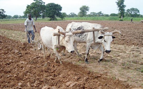 L’énergie chimique contenue dans les cellules musculaires d’une vache va lui permettre, lorsqu’elle se déplace, de fournir de l’énergie mécanique à un outil qui va labourer la terre.Rien ne se perd, rien ne se crée, tout se transforme. Qui a dit ça ? 