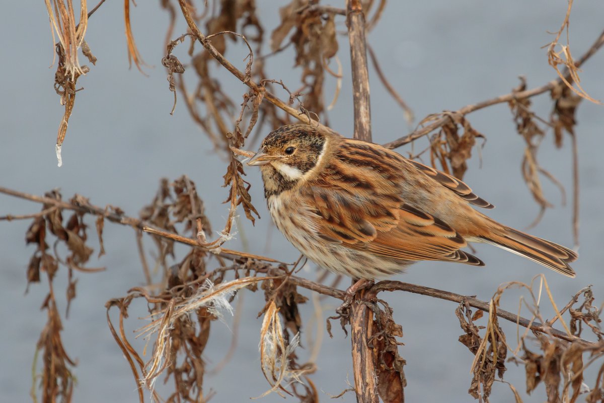 Reed Buntings from yesterday at Grimley, feeding on seeds beside the causeway at Camp Lane Pits @GrimleyBirding