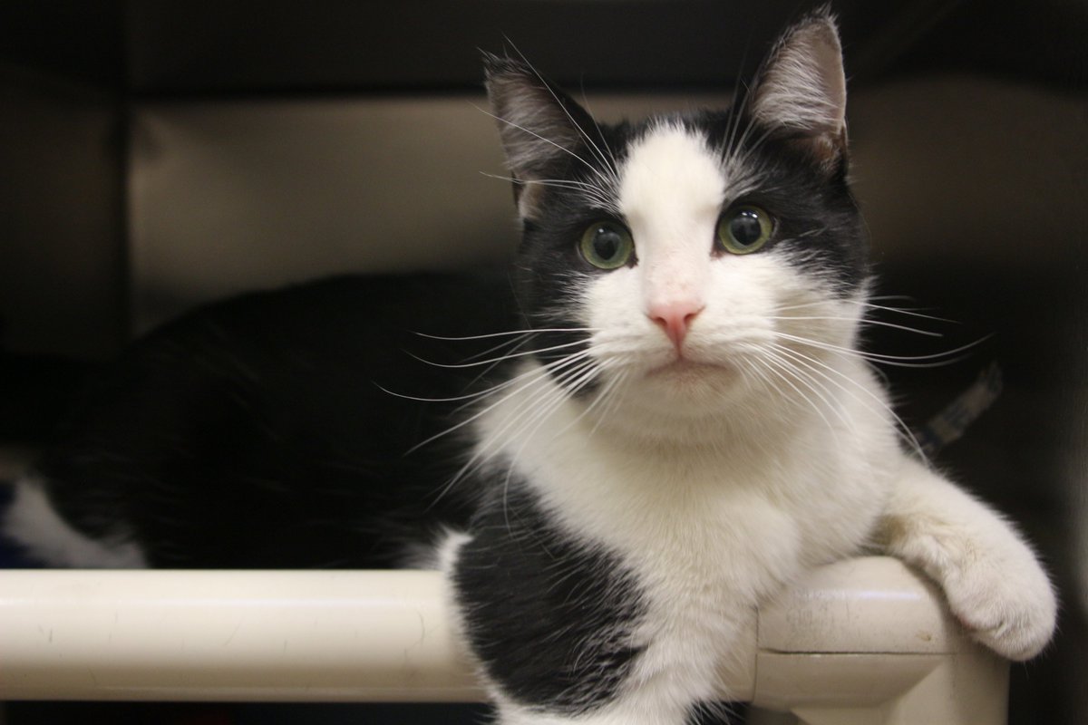 Kansas Humane Society tweet media