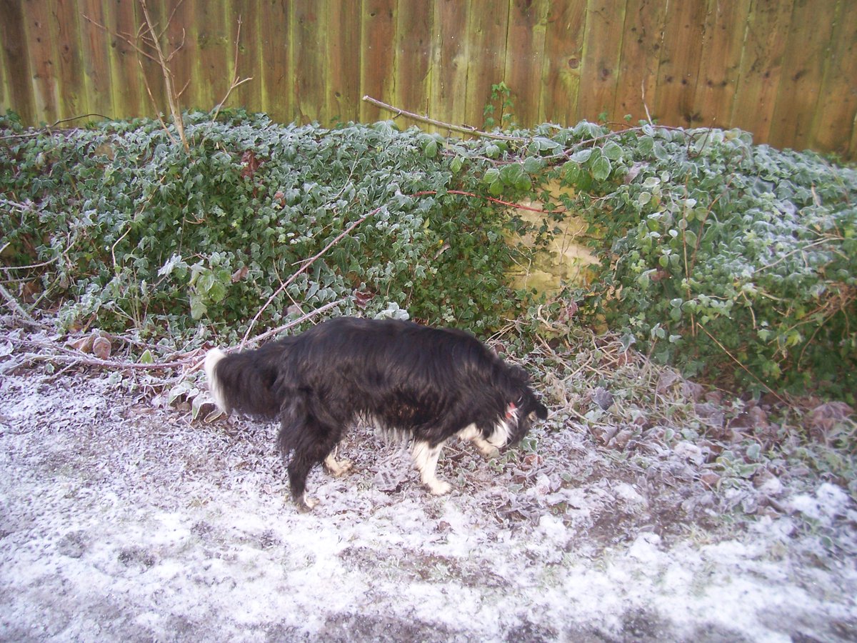 Snaiths Field celebrated its centenary in 2020, to zero fanfare. I'm convinced that, decades ago, there was a blue plaque on this wall - but I can't remember why, and I'm assuming it might be underneath the ivy now! I put my best investigator on the case.  #yarmmicrohistory